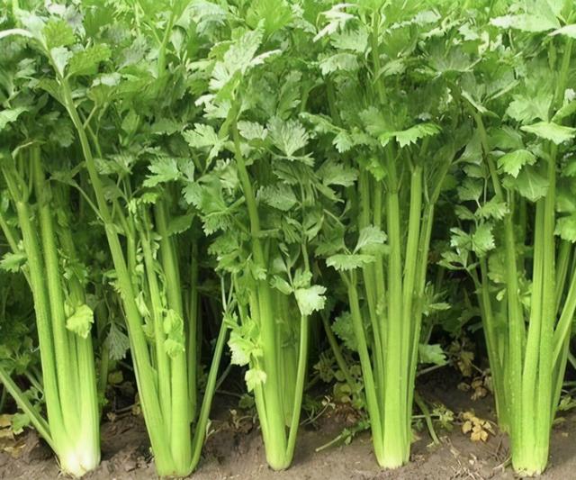 如何种植出产量高、柔嫩的芹菜呢？合理管理、合理追水肥
