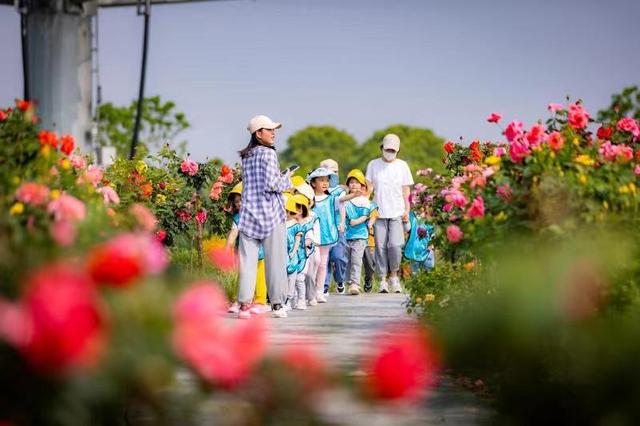 108种月季花开成花海，武汉最大月季专类园在金银湖畔亮相