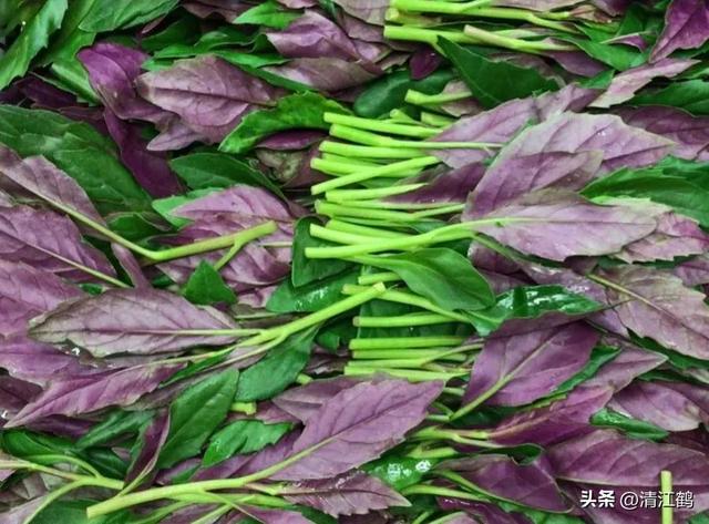 风味独特的“懒人菜”紫背菜周年种植6个关键技术点，点点均重要