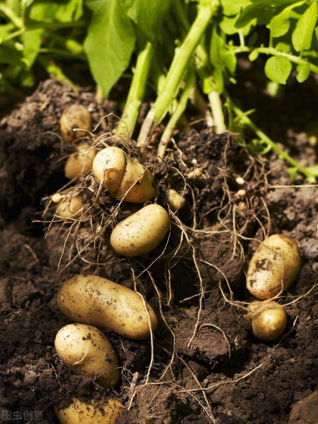 秋土豆何时播？如何种？5句老话可知秋土豆的5个播种要素