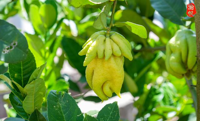 重庆潼南又一个特产即将全国闻名，被誉为果中之仙品，世上之奇卉