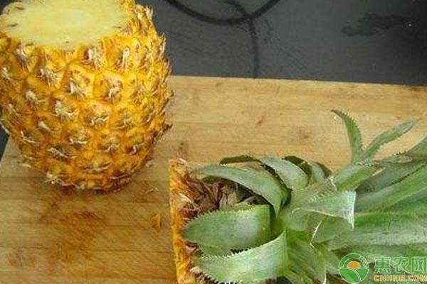 菠萝怎么在家种植？