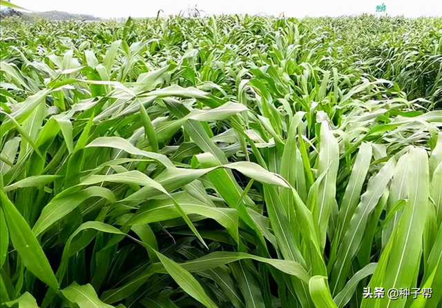 这个玉米草亩产量最高30吨，叶子光滑无毛，具有甜味，养殖效益高