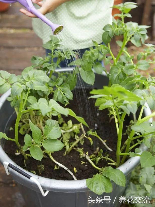 发芽的土豆不要丢，养垃圾桶里能长成好看盆栽，还能收获硕果