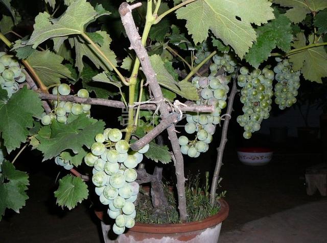 盆栽葡萄如何种植？关键点来了