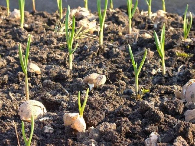 大蒜怎么种？掌握种植时间和方法，轻松长出粗壮的蒜苗