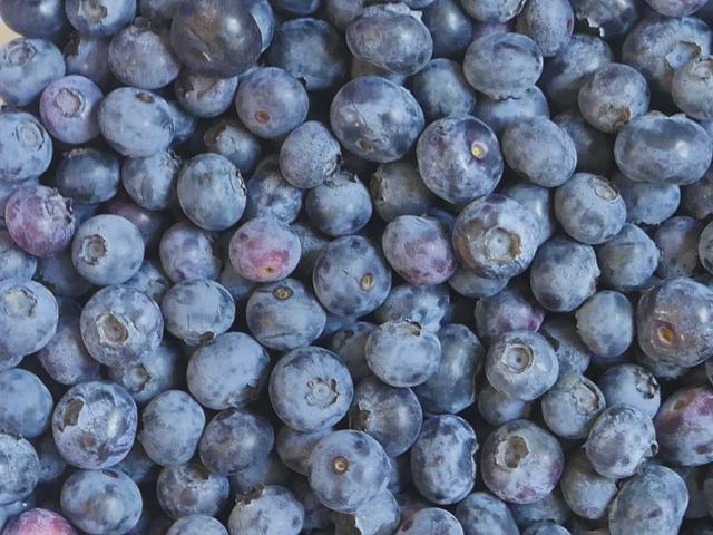 济南市最大蓝莓种植基地 帝沃丰钰生态园开始采摘了