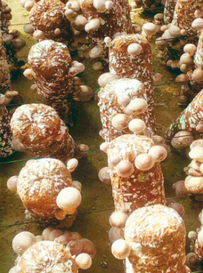 信都区南沟门的香菇上市了