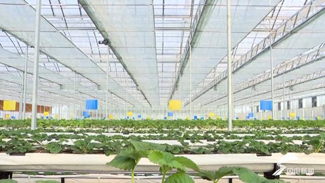 寒潮过后枣庄农技人员指导果蔬防护 确保农业生产稳定有序