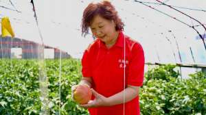 天津大棚种植基地(天津东丽：欢坨西红柿，何以走向大市场？)