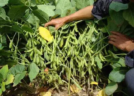 夏播大豆要高产，栽植要点以促为主，突出一个＂早＂字