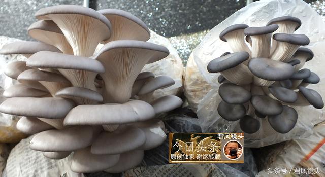 湖北宜昌：农民种植食用菌；成本与利润比一般为1比1.5，赚钱