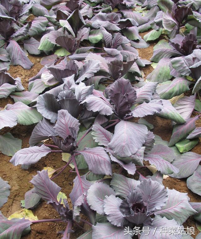 紫甘蓝的种植技术，这样安排正赶上春节采收，不愁卖
