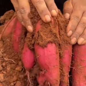 野地瓜种植技术视频(科学种植红薯，亩产万斤很简单#红薯种植)