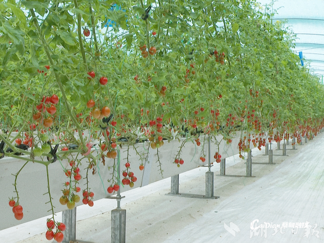 武汉蔡甸：西红柿“水上飘” 产量颜值“双高”