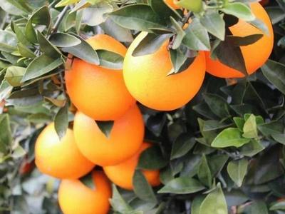 脐橙种植技术与管理