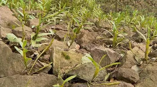 号称长寿“仙草”，石头缝里蹦出来的宝贝植物，还有不错的利润