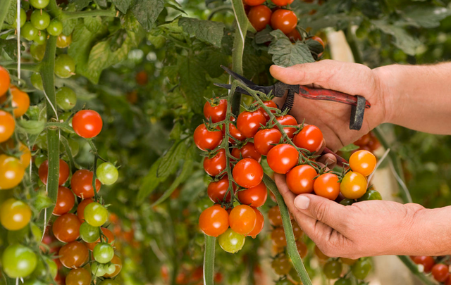 种番茄教你几个技巧，果子又大又圆，产量1棵顶10棵，种菜请看