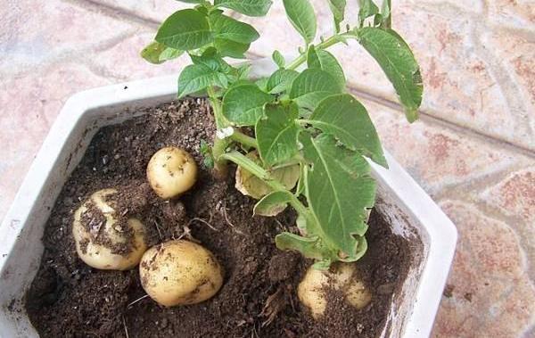 花盆栽土豆？这样一处理，七天变盆栽，三个月收获“一箩筐”