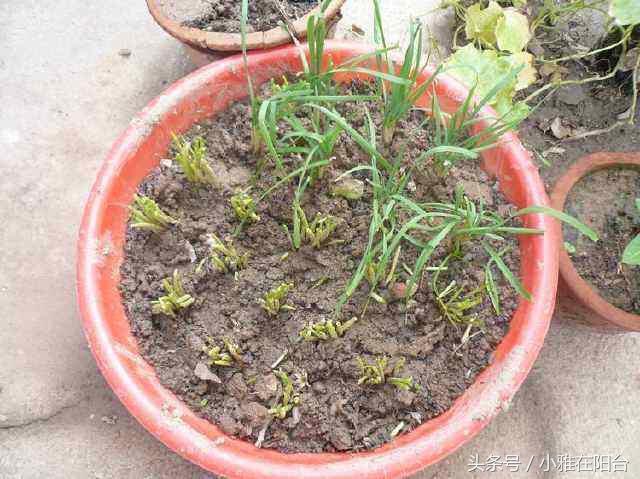 种盆栽韭菜，用一个小方法，叶子长得粗壮，绿油油的疯长不停