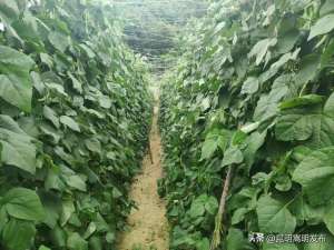 昆明夹豆种植(嵩明这个村种植四季豆，产值2000万元)