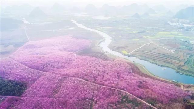 胜过武汉，不输日本，全球最大的樱花基地竟藏在贵州这个地方！