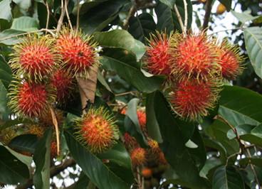 海南地区适合种植椰子、芒果、山竹、红毛丹、菠萝蜜吗？
