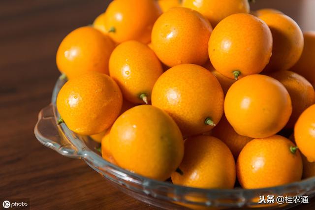 桂林市水果面积产量产值广西第一，沙糖桔金桔月柿也全国第一