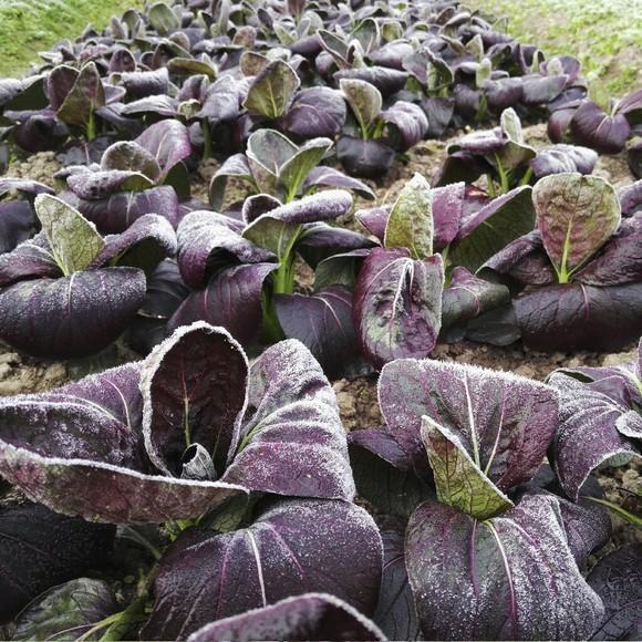 这油菜紫莹莹，价值更高适合秋天种，60天上桌真新鲜