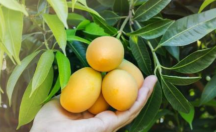 吃完的芒果核不要扔，种起来能够长出漂亮的小芒果树