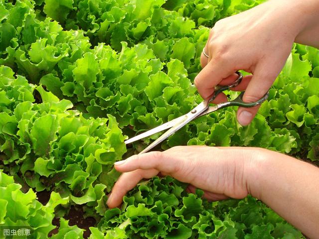生菜的全套栽培技术，种植出鲜嫩丰产的生菜，建议种植户收藏备用