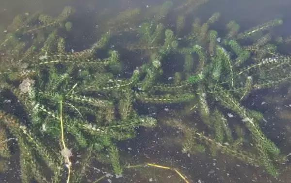 龙虾养殖水草进阶篇：种植轮叶黑藻牢记三大重点