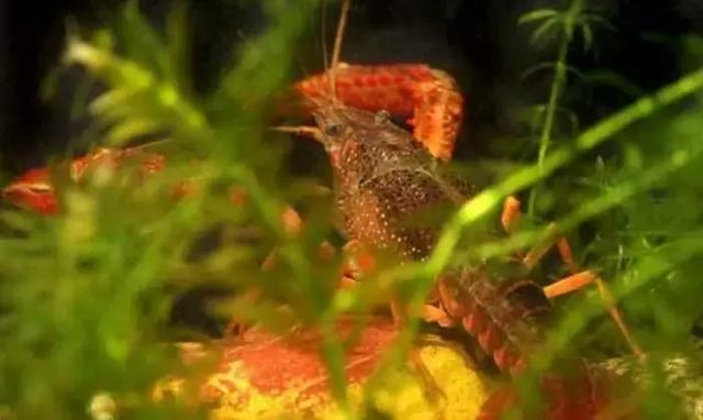 龙虾养殖水草进阶篇：种植轮叶黑藻牢记三大重点