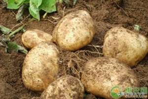 土豆种植成本和利润(土豆种植盈利实况：种50亩农田一年能赚多少？)