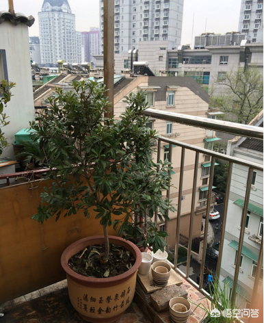 阳台上如何种植杨梅树？跟着学习，你也可以