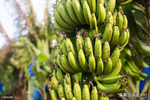 农业种植技巧：实用的香蕉种植方法，以及各时期香蕉树生长的管理