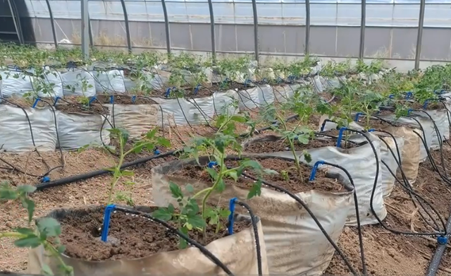 使用种植袋种植小番茄，产量高口感好，种植成本低