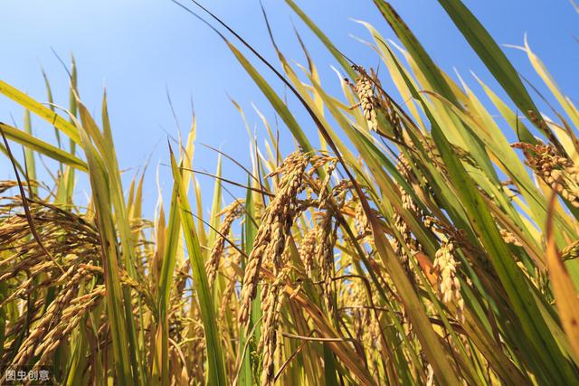 东北地区水稻种植，应用机械化技术，节省人工成本、提高种植效率