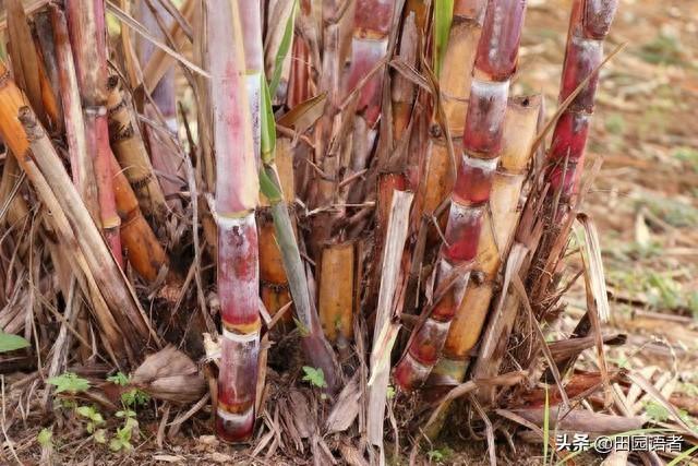 甘蔗种植技术及防病害探讨