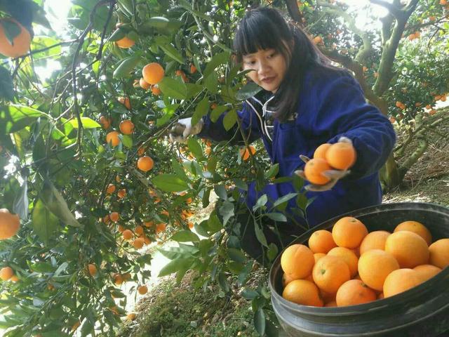 褚橙从建园到结果栽培丰产技术，把褚时健的精神传承下来！