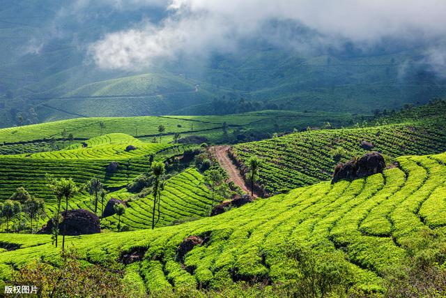 适宜茶叶种植的地理条件