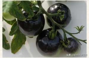 黑番茄种植季节(番茄中的贵族——黑番茄，卖价高种植简单，农村致富好门路)