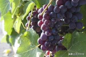 露地葡萄种植技术(露地葡萄生产栽培管理技术，方法既简单又方便，不妨学习一下)