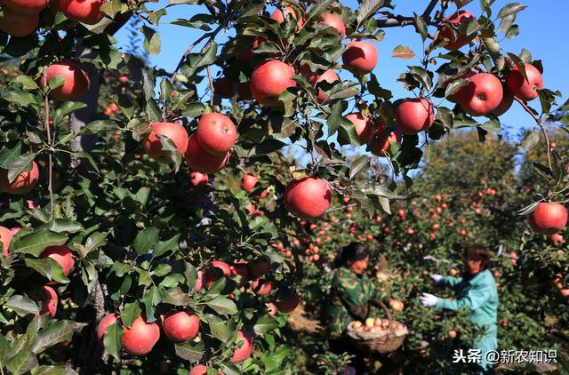 苹果清脆甘甜，柔嫩肌肤，掌握苹果种植技术要求，种出优质苹果来