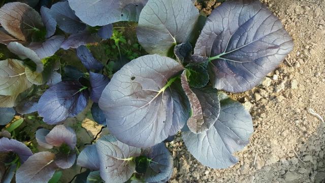 阳台如何种植紫油菜？记住几点，长得很快，一个多月就能吃