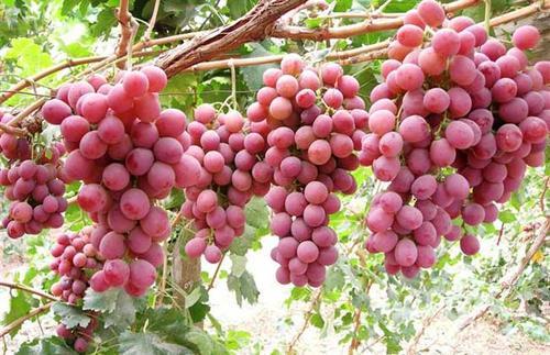 红提葡萄种植方案，从定植到采收，建议收藏