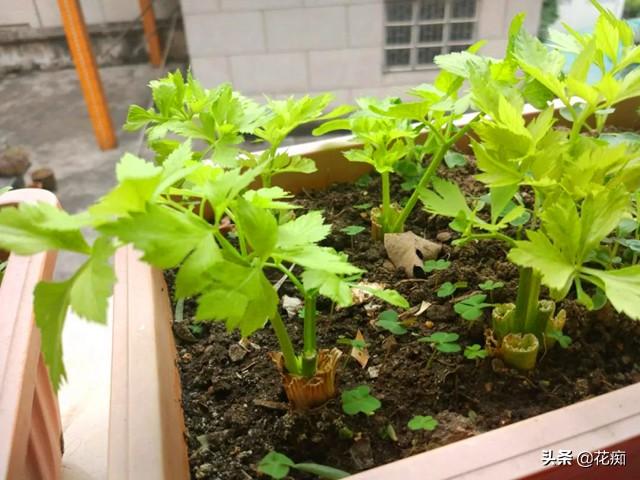 盆栽芹菜劈着吃，越劈长得越多，种一盆能吃1年
