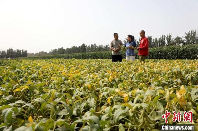 （乡村行·看振兴）新疆兵团：“一年两熟”种植模式助力民众显著增收