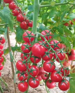 桃星番茄种植技术(南方露地种植高口感小番茄，您还在“死守”过去的品种及技术吗？)