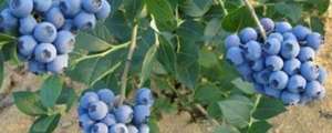 蓝莓种植土壤要求(蓝莓怎么增加土的酸性)